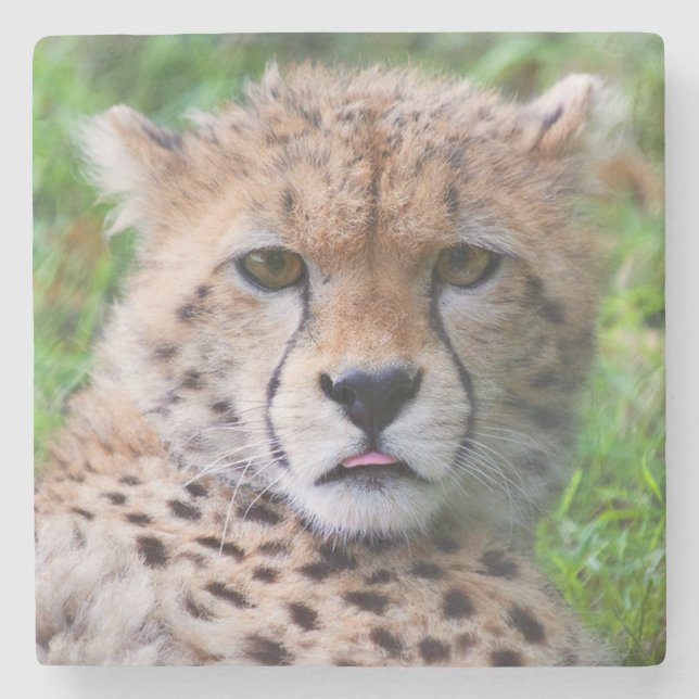Posavasos De Piedra Cheetah (Anverso)