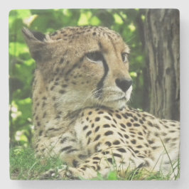 Posavasos De Piedra Cheetah