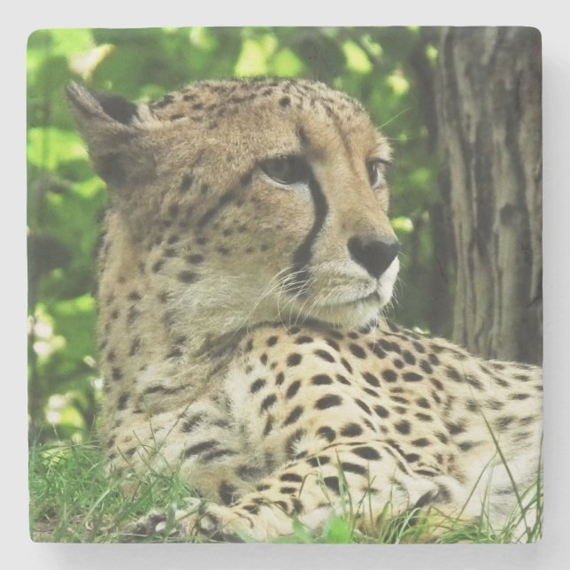 Posavasos De Piedra Cheetah (Anverso)