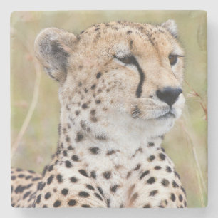 Posavasos De Piedra Cheetah