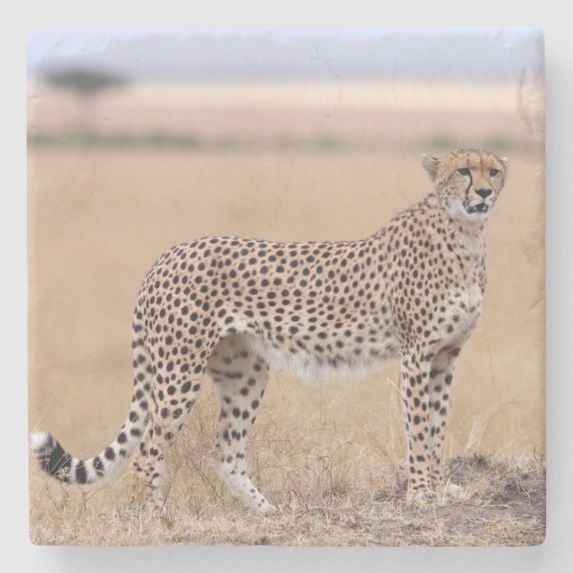 Posavasos De Piedra Cheetah (Anverso)