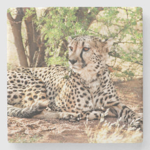 Posavasos De Piedra Cheetah