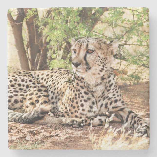 Posavasos De Piedra Cheetah (Anverso)