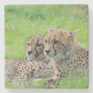 Posavasos De Piedra Cheetah 001
