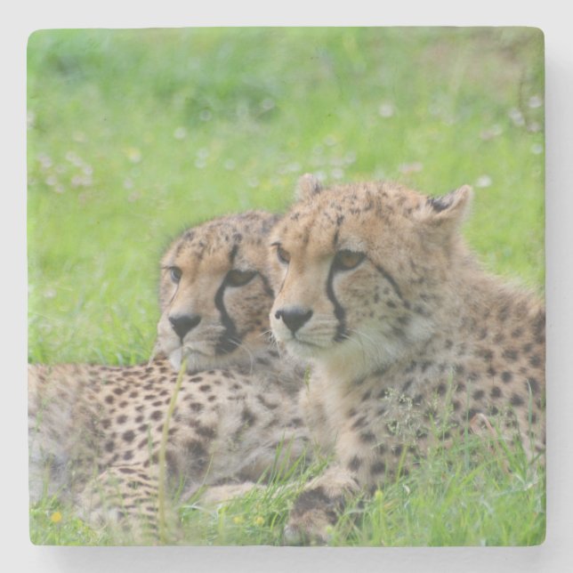 Posavasos De Piedra Cheetah 001 (Anverso)