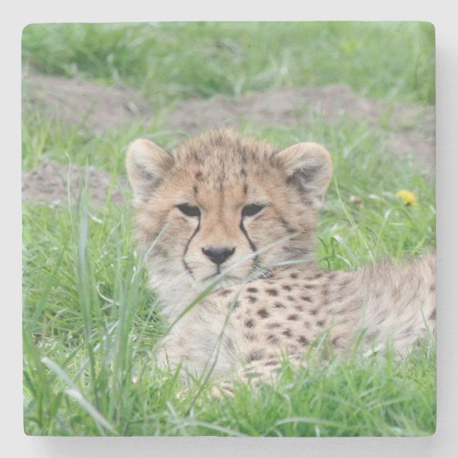 Posavasos De Piedra Cheetah 002 (Anverso)