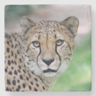 Posavasos De Piedra Cheetah 009