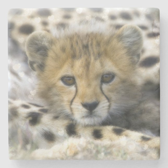 Posavasos De Piedra Cheetah Cub (Anverso)