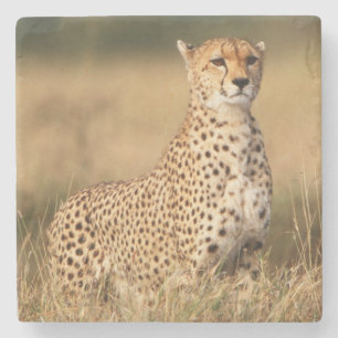 Posavasos De Piedra Cheetah en pequeños montones para una mejor visibi