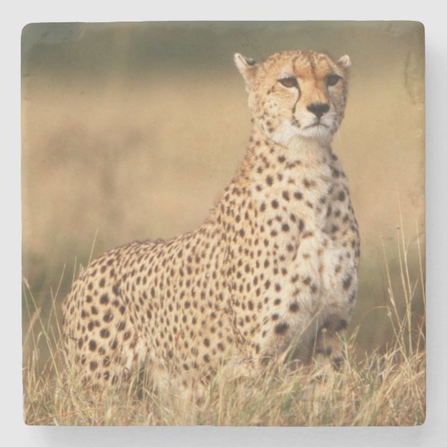 Posavasos De Piedra Cheetah en pequeños montones para una mejor visibi (Anverso)