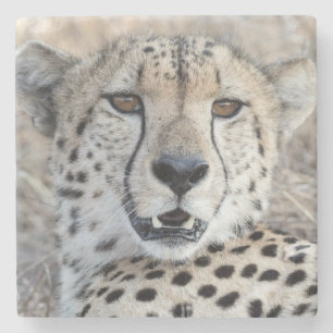 Posavasos De Piedra Cheetah Portrait