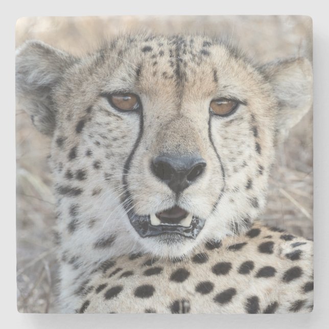 Posavasos De Piedra Cheetah Portrait (Anverso)