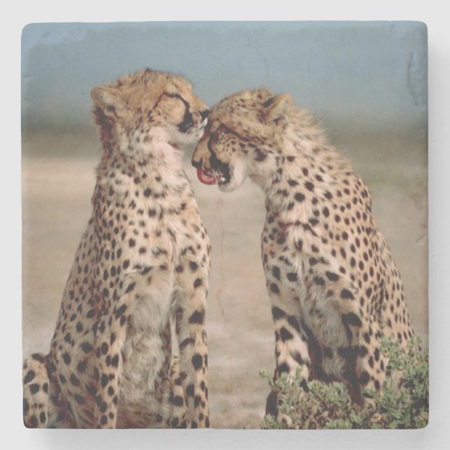 Posavasos De Piedra Cheetahs (Anverso)