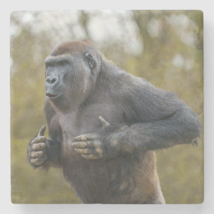 Posavasos De Piedra Chest Beating Gorilla