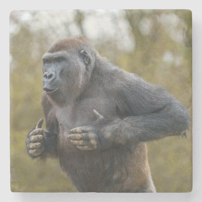 Posavasos De Piedra Chest Beating Gorilla (Anverso)