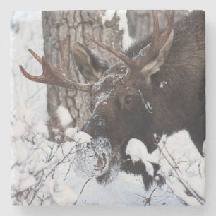 Posavasos De Piedra Chilly Moose