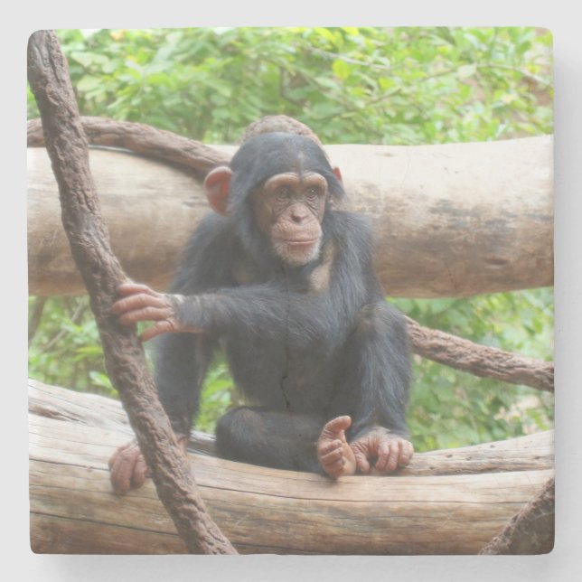 Posavasos De Piedra Chimpanzee 001 (Anverso)