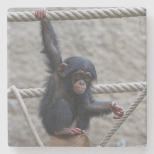 Posavasos De Piedra Chimpanzee 017