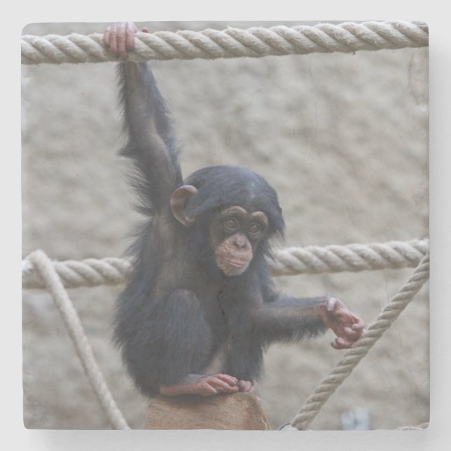 Posavasos De Piedra Chimpanzee 017 (Anverso)