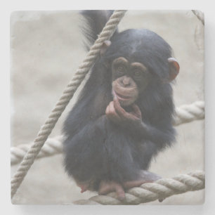 Posavasos De Piedra Chimpanzee 030