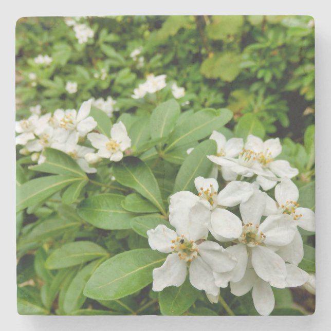 Posavasos De Piedra Choisya Ternata (Anverso)