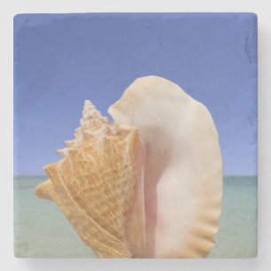 Posavasos De Piedra Cierre de Shell del mar para arriba