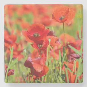 Posavasos De Piedra Cierre de un campo de adormidera, Francia