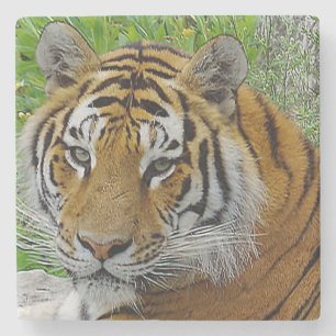 Posavasos De Piedra Cierre del tigre siberiano foto de cara