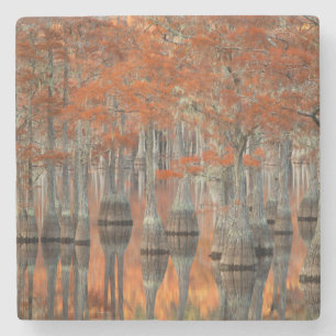 Posavasos De Piedra Cipreses Parque Estatal George Smith, Georgia
