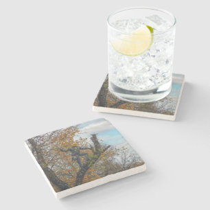 Posavasos De Piedra Cirujano de árbol