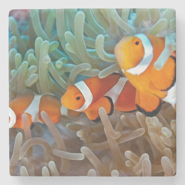 Posavasos De Piedra Clownfish (Anverso)