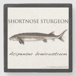 Posavasos De Piedra COASTER - STURGEON SHORTNOSE - acigifts@yahoo.com