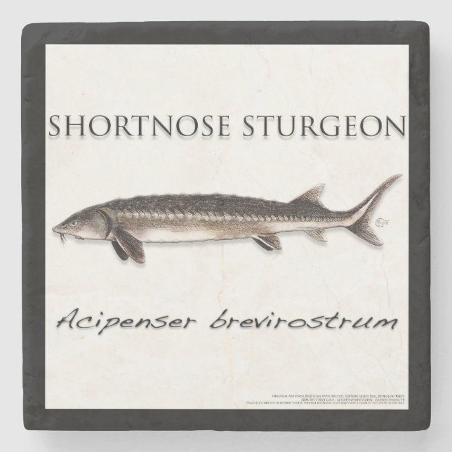 Posavasos De Piedra COASTER - STURGEON SHORTNOSE - acigifts@yahoo.com (Anverso)