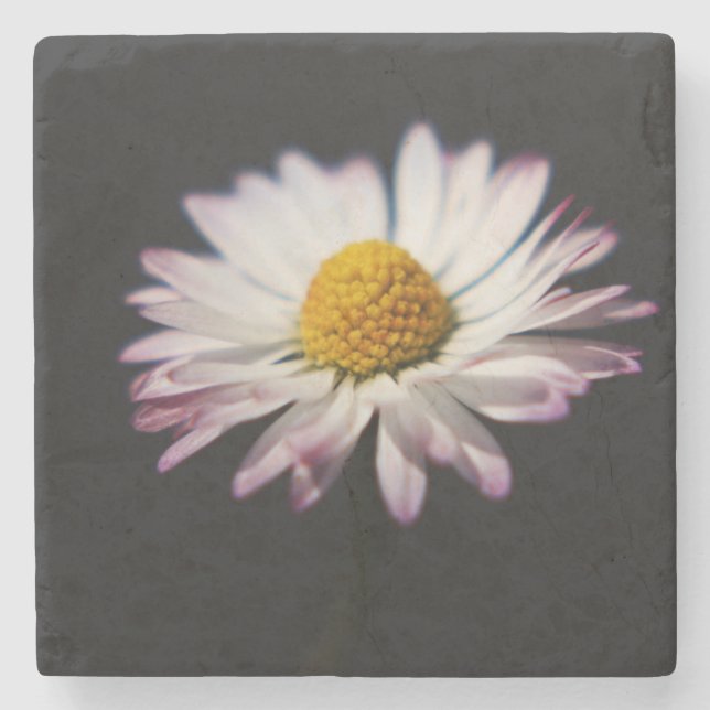 Posavasos De Piedra Coastercán de margarita común (Anverso)