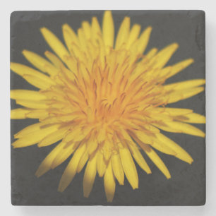 Posavasos De Piedra Coastercino de las flores de Dandelion