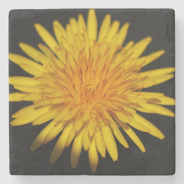 Posavasos De Piedra Coastercino de las flores de Dandelion (Anverso)