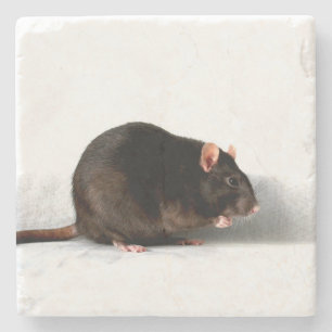 Posavasos De Piedra Coastercn de rata