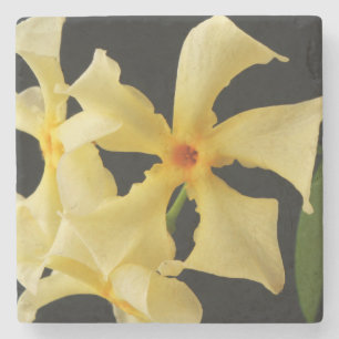 Posavasos De Piedra Coasterco de flor de jazmín de Star