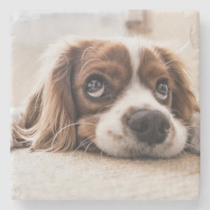 Posavasos De Piedra Cocker Spaniel Dog de ojos tristes