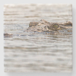 Posavasos De Piedra Cocodrilo del Nilo