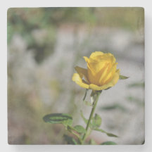 Colección 2 del práctico de costa de la rosaleda