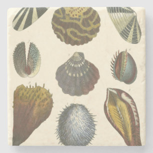 Posavasos De Piedra Colección Conchology