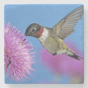 Posavasos De Piedra Colibrí de garganta rubí