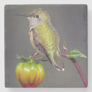 Posavasos De Piedra Colibrí descansa en capullo de flor