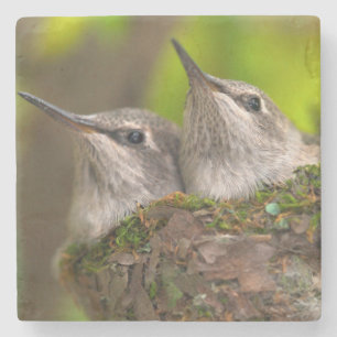 Posavasos De Piedra Colibríes bebés