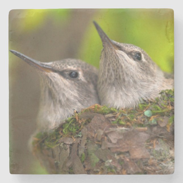 Posavasos De Piedra Colibríes bebés (Anverso)