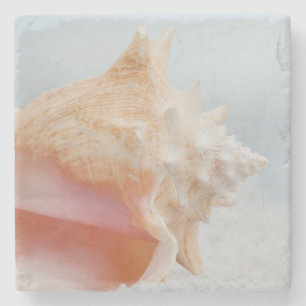 Posavasos De Piedra Concha Shell el   la Florida