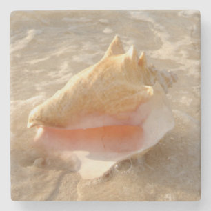 Posavasos De Piedra Concha Shell en arena en la playa tropical