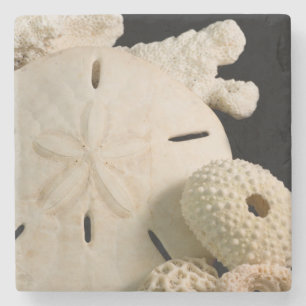 Posavasos De Piedra Conchas Blancas De Mar Y Dólar De Arena