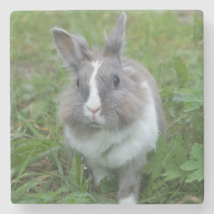 Posavasos De Piedra Conejo de conejo